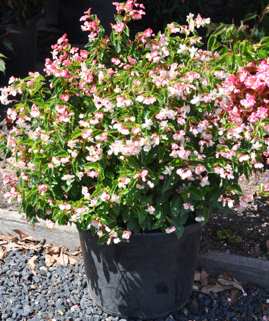 B. ‘Island Gem’